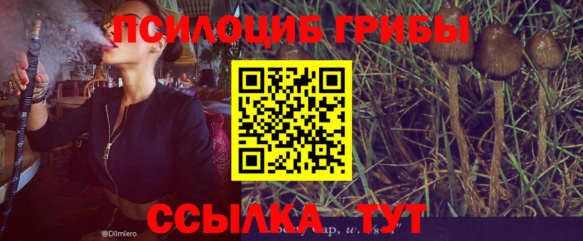 Псилоцибиновые грибы мицелий  купить закладку  Когалым  Вход с VPN  Псилоцибиновые грибы Psilocybine cubensis 